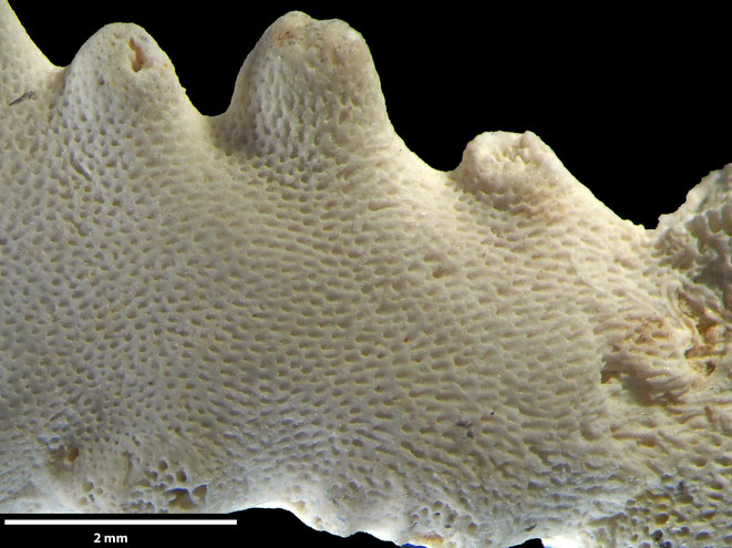 Senckenberg, Bryozoa, Bryozoen, Moostierchen, Sammlung Voigt