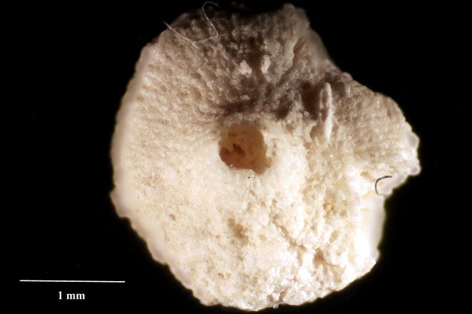 Senckenberg, Bryozoa, Bryozoen, Moostierchen, Sammlung Voigt