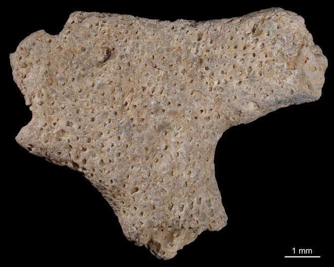 Senckenberg, Bryozoa, Bryozoen, Moostierchen, Sammlung Voigt