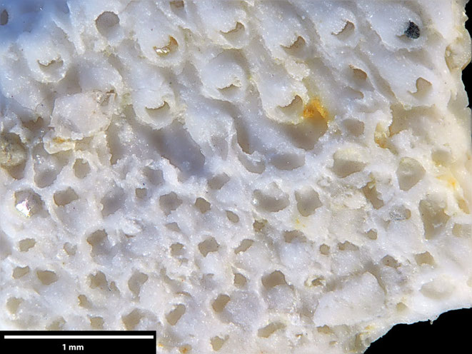 Senckenberg, Bryozoa, Bryozoen, Moostierchen, Sammlung Voigt