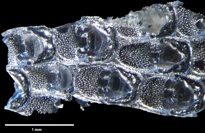 Senckenberg, Bryozoa, Bryozoen, Moostierchen, Sammlung Voigt