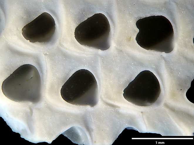 Senckenberg, Bryozoa, Bryozoen, Moostierchen, Sammlung Voigt