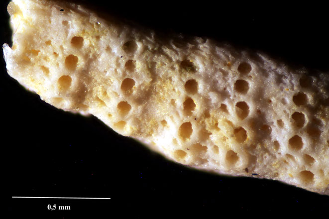 Senckenberg, Bryozoa, Bryozoen, Moostierchen, Sammlung Voigt