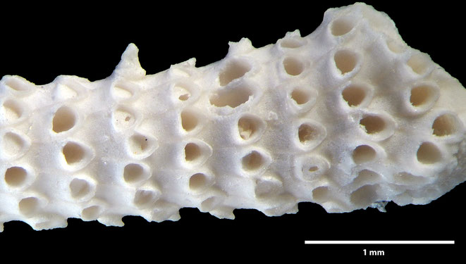 Senckenberg, Bryozoa, Bryozoen, Moostierchen, Sammlung Voigt