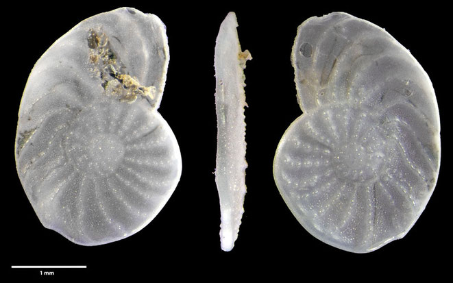 Operculina ammonoides (Gronovius, 1781), Foraminiferen, Foraminifera, Fora, Senckenberg, Aden, Bab-el-Ma