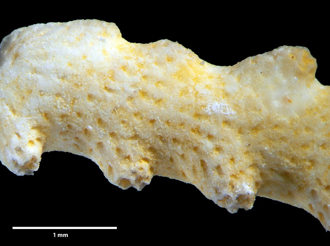 Senckenberg, Bryozoa, Bryozoen, Moostierchen, Sammlung Voigt