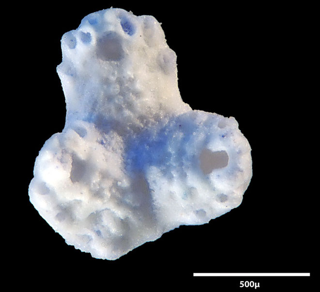 Senckenberg, Bryozoa, Bryozoen, Moostierchen, Sammlung Voigt