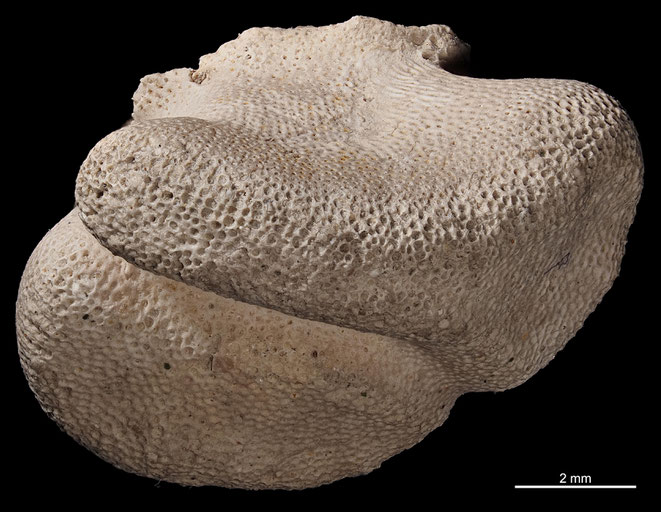 Senckenberg, Bryozoa, Bryozoen, Moostierchen, Sammlung Voigt