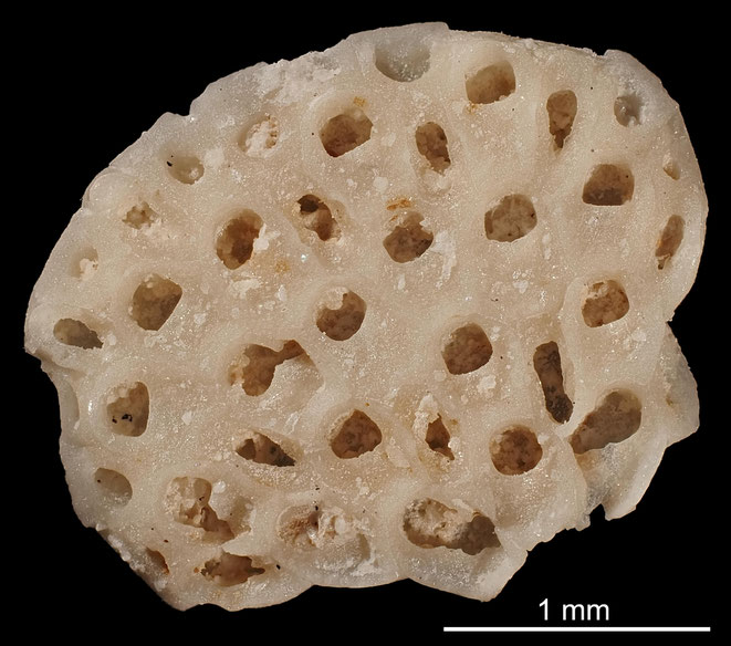 Senckenberg, Bryozoa, Bryozoen, Moostierchen, Sammlung Voigt