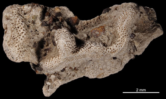 Senckenberg, Bryozoa, Bryozoen, Moostierchen, Sammlung Voigt