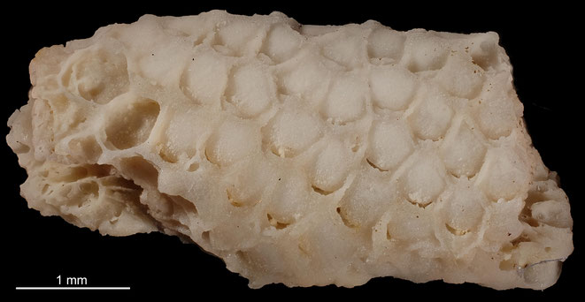 Senckenberg, Bryozoa, Bryozoen, Moostierchen, Sammlung Voigt