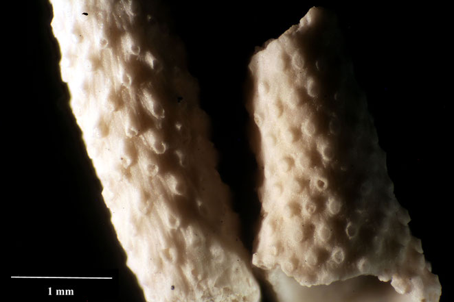 Senckenberg, Bryozoa, Bryozoen, Moostierchen, Sammlung Voigt