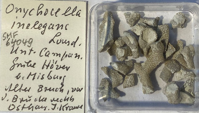 Senckenberg, Bryozoa, Bryozoen, Moostierchen, Sammlung Voigt