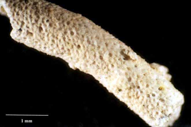 Senckenberg, Bryozoa, Bryozoen, Moostierchen, Sammlung Voigt