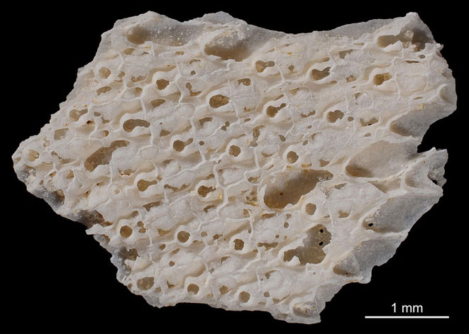 Senckenberg, Bryozoa, Bryozoen, Moostierchen, Sammlung Voigt