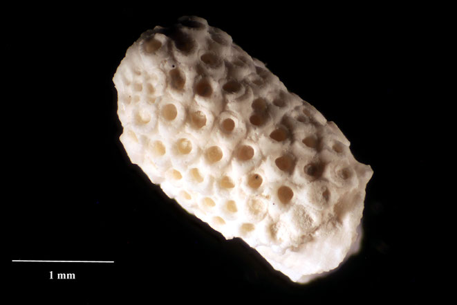 Senckenberg, Bryozoa, Bryozoen, Moostierchen, Sammlung Voigt