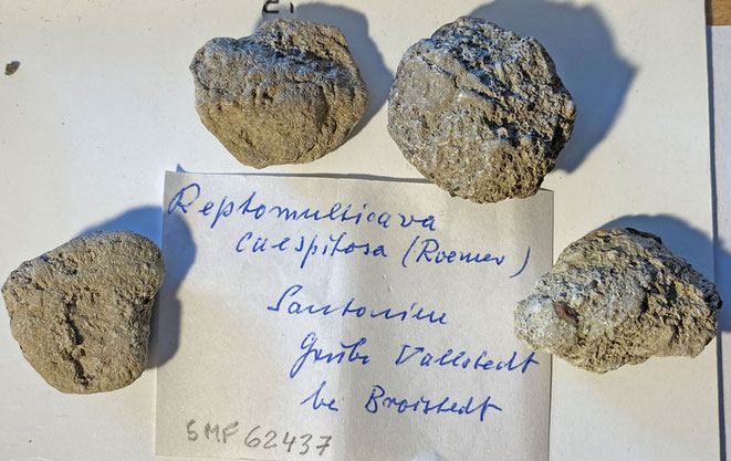 Senckenberg, Bryozoa, Bryozoen, Moostierchen, Sammlung Voigt