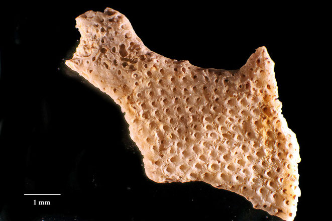 Senckenberg, Bryozoa, Bryozoen, Moostierchen, Sammlung Voigt