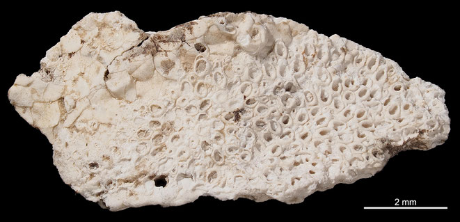 Senckenberg, Bryozoa, Bryozoen, Moostierchen, Sammlung Voigt