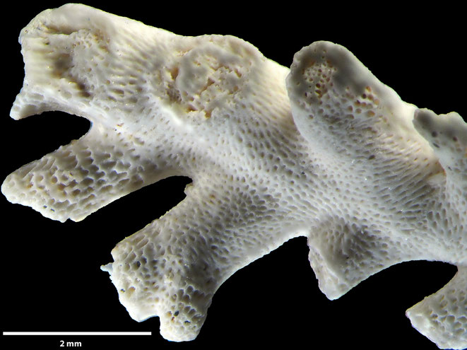 Senckenberg, Bryozoa, Bryozoen, Moostierchen, Sammlung Voigt