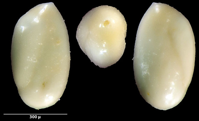 Quinqueloculina d'Orbigny, 1826 sp, Foraminiferen, Foraminifera, Fora, Senckenberg, Aden, Bab-el-Man