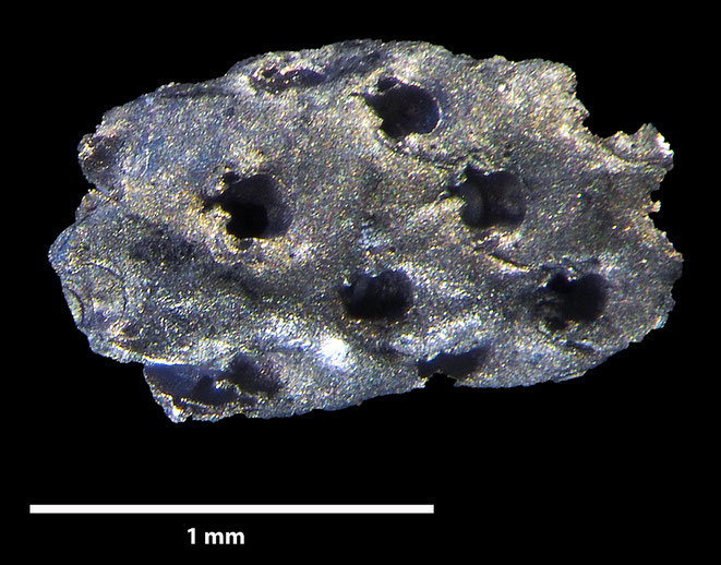 Senckenberg, Bryozoa, Bryozoen, Moostierchen, Sammlung Voigt