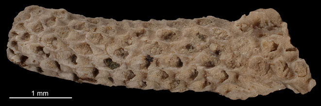 Senckenberg, Bryozoa, Bryozoen, Moostierchen, Sammlung Voigt