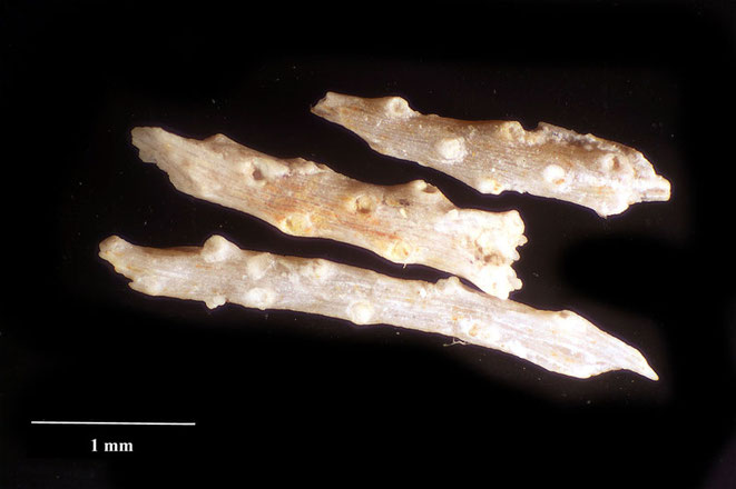 Senckenberg, Bryozoa, Bryozoen, Moostierchen, Sammlung Voigt