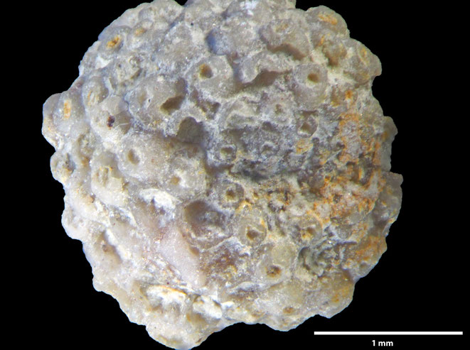 Senckenberg, Bryozoa, Bryozoen, Moostierchen, Sammlung Voigt