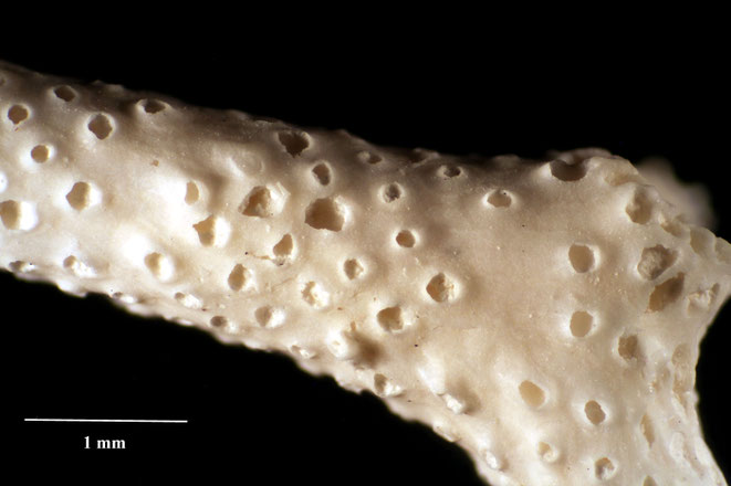 Senckenberg, Bryozoa, Bryozoen, Moostierchen, Sammlung Voigt