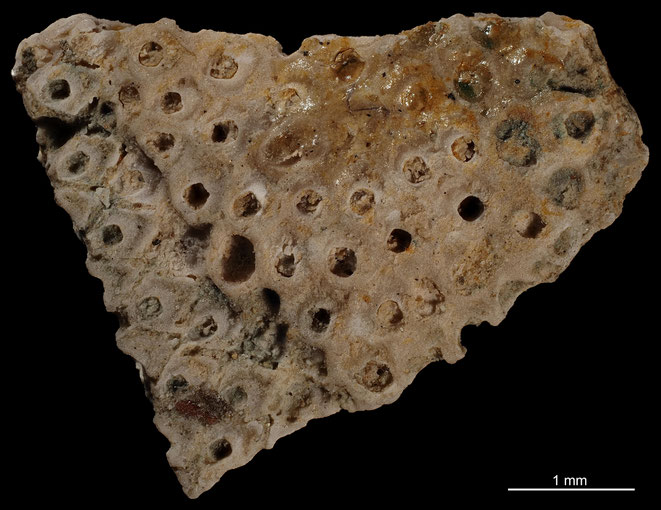 Senckenberg, Bryozoa, Bryozoen, Moostierchen, Sammlung Voigt