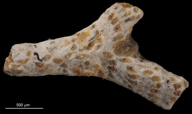 Senckenberg, Bryozoa, Bryozoen, Moostierchen, Sammlung Voigt