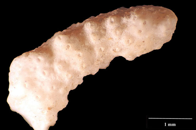 Senckenberg, Bryozoa, Bryozoen, Moostierchen, Sammlung Voigt