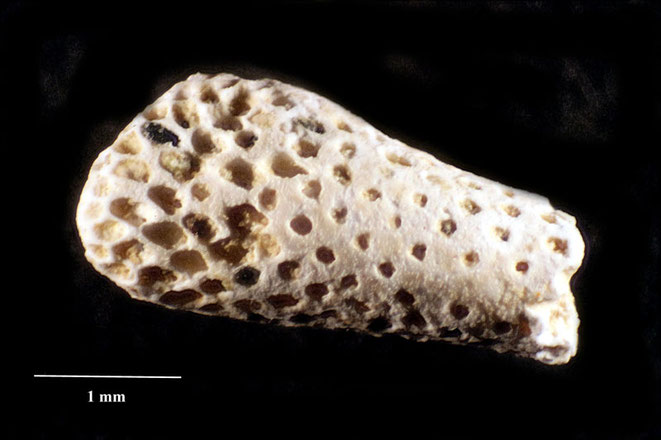 Senckenberg, Bryozoa, Bryozoen, Moostierchen, Sammlung Voigt