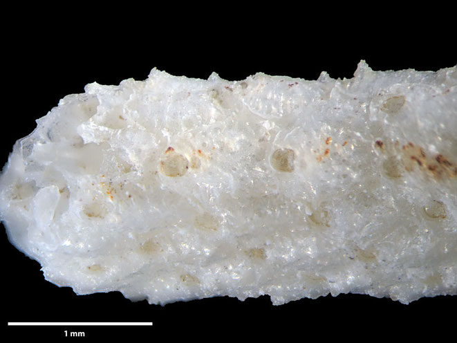 Senckenberg, Bryozoa, Bryozoen, Moostierchen, Sammlung Voigt