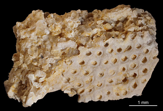 Senckenberg, Bryozoa, Bryozoen, Moostierchen, Sammlung Voigt