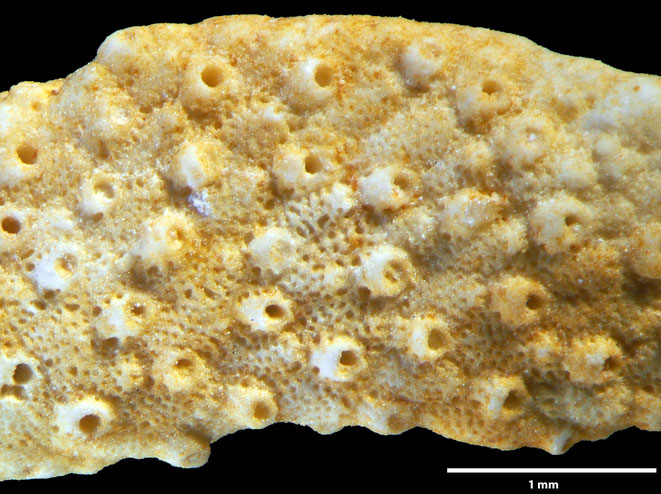 Senckenberg, Bryozoa, Bryozoen, Moostierchen, Sammlung Voigt