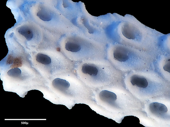 Senckenberg, Bryozoa, Bryozoen, Moostierchen, Sammlung Voigt