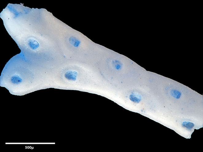 Senckenberg, Bryozoa, Bryozoen, Moostierchen, Sammlung Voigt