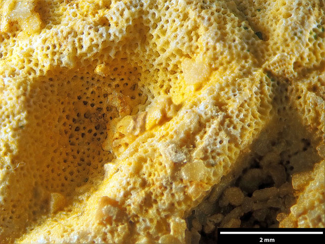 Senckenberg, Bryozoa, Bryozoen, Moostierchen, Sammlung Voigt