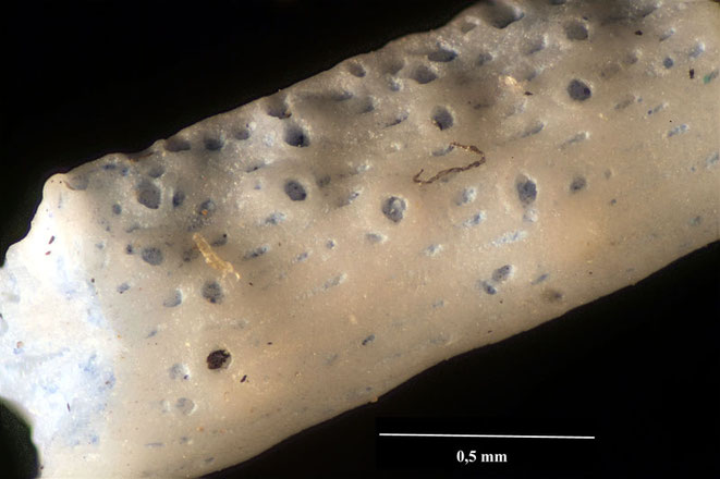 Senckenberg, Bryozoa, Bryozoen, Moostierchen, Sammlung Voigt