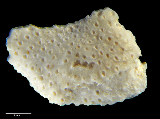 Senckenberg, Bryozoa, Bryozoen, Moostierchen, Sammlung Voigt