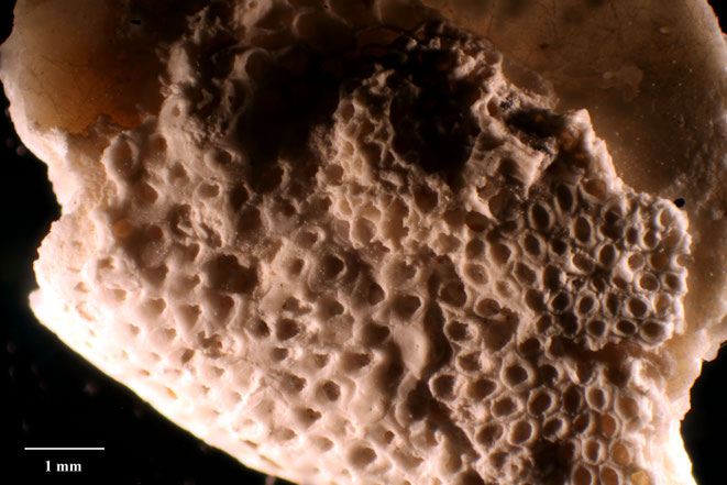 Senckenberg, Bryozoa, Bryozoen, Moostierchen, Sammlung Voigt