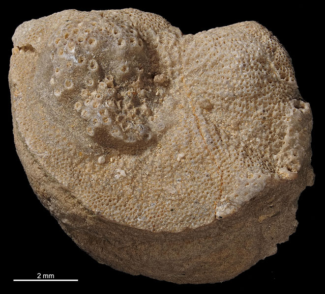 Senckenberg, Bryozoa, Bryozoen, Moostierchen, Sammlung Voigt