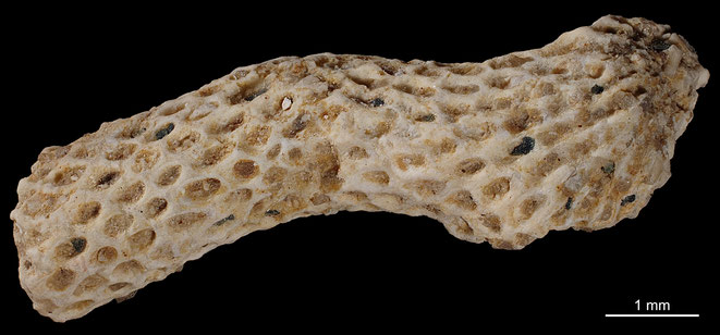 Senckenberg, Bryozoa, Bryozoen, Moostierchen, Sammlung Voigt