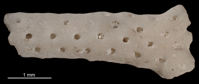 Senckenberg, Bryozoa, Bryozoen, Moostierchen, Sammlung Voigt