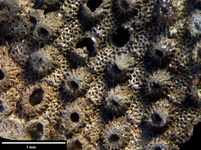 Senckenberg, Bryozoa, Bryozoen, Moostierchen, Sammlung Voigt