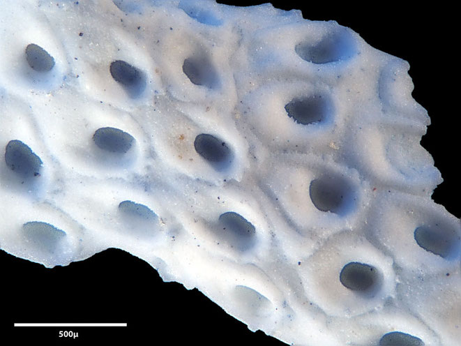 Senckenberg, Bryozoa, Bryozoen, Moostierchen, Sammlung Voigt