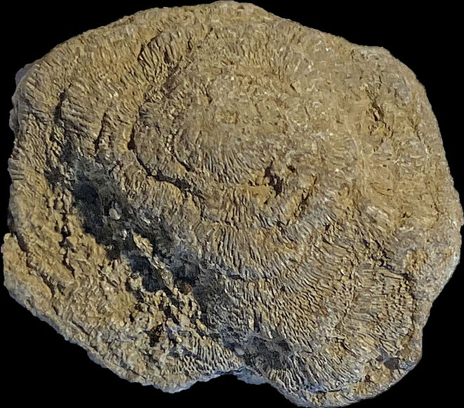 Senckenberg, Bryozoa, Bryozoen, Moostierchen, Sammlung Voigt