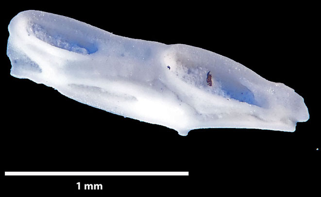 Senckenberg, Bryozoa, Bryozoen, Moostierchen, Sammlung Voigt